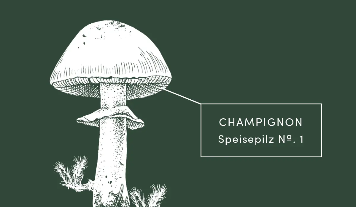 Bioboom Pilze Warenkunde Wissen