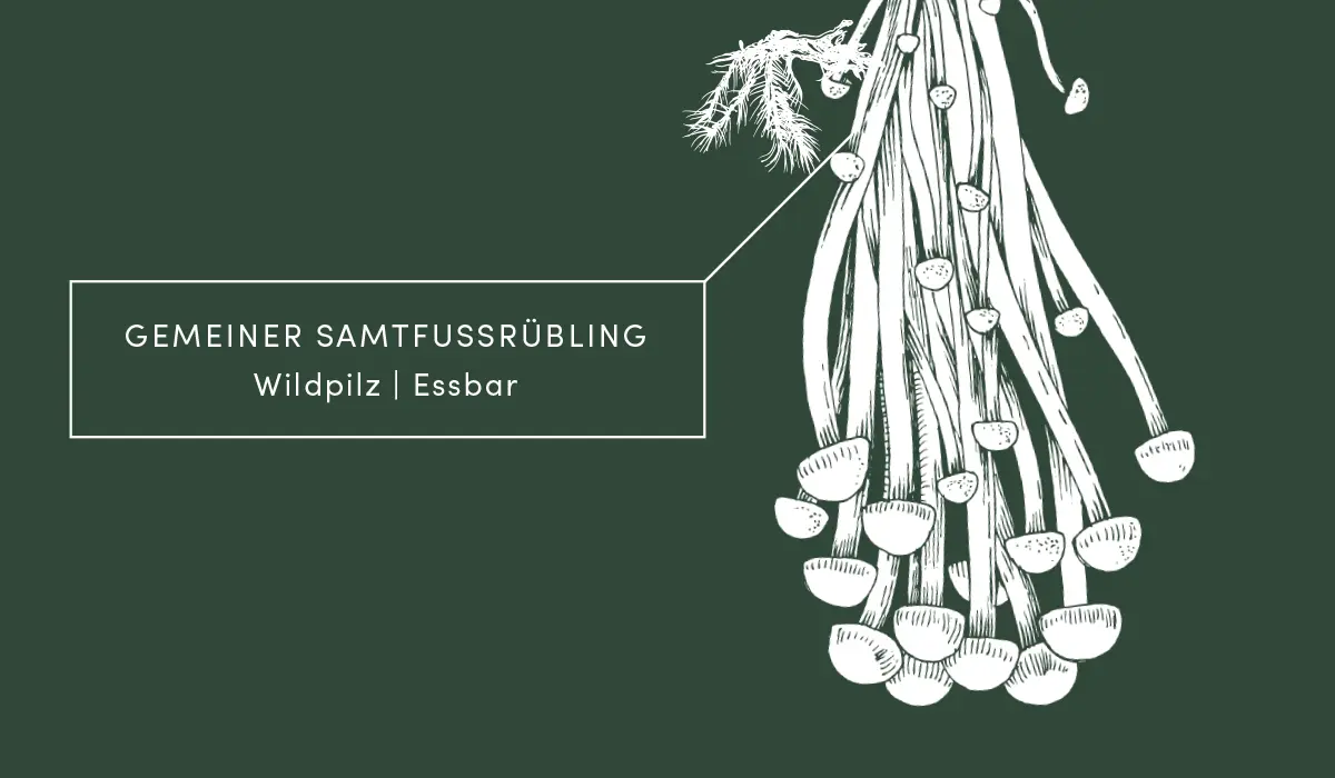 Bioboom Artikel Bio Pilze Warenwissen