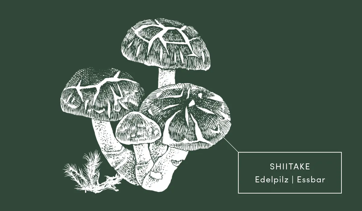 Bioboom Artikel Bio Pilze Warenkunde