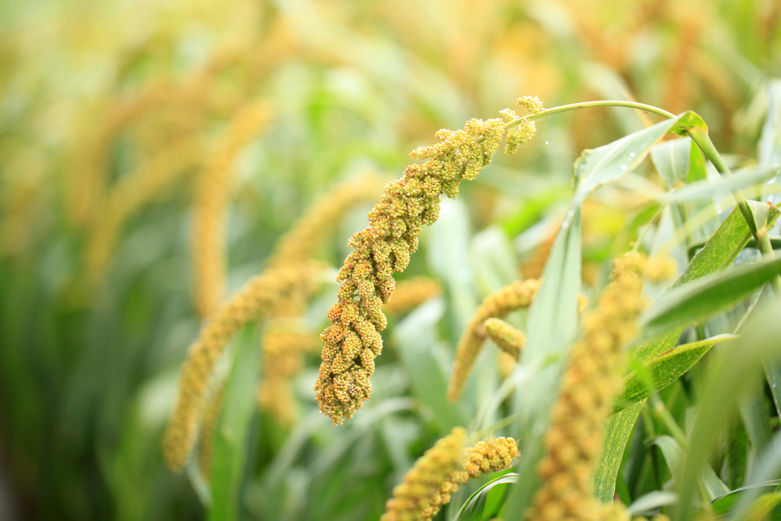 Oft gibt es heimische Alternativen zu den populären Superfoods. Vieler was vor unserer Haustür wächst, kann mit den weit gereisten Produkten sowohl mit Blick auf die Inhaltsstoffe als auch den Geschmack mithalten.