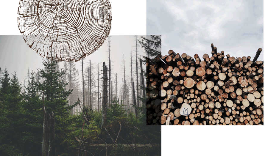 Collage Wald in Gefahr, Holz, Baumsterben
