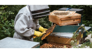 Bioboom Meldungen zu Stadtbienen e.V.