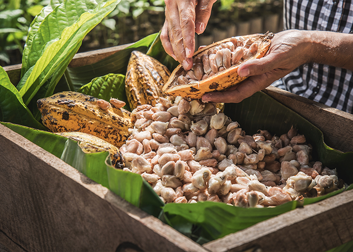 Bioboom Ausgabe 105 Gut Essen — Kakao 