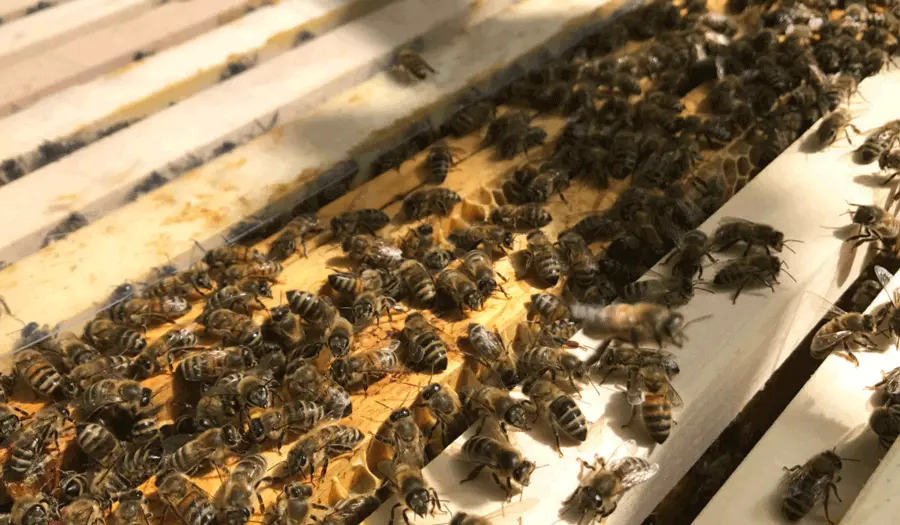 Bienenstock bei den Selbstversorgern Lellinger