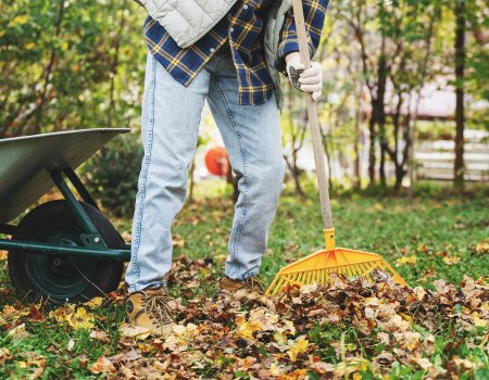 Bioboom Ausgabe 105 – Gut Leben – Wohin mit dem Laub?